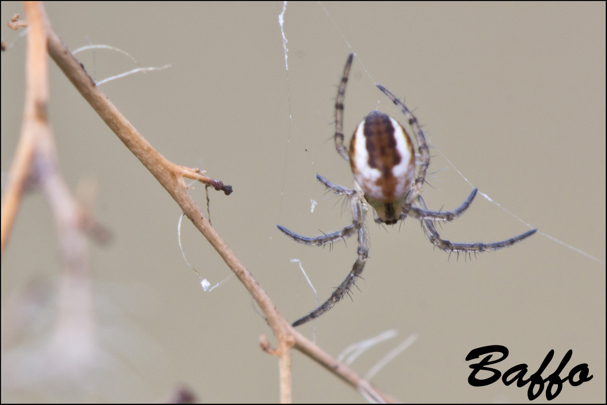 Mangora acalypha - Basovizza (TS)